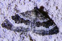 Epirrhoe alternata
