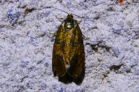 Ptycholoma lecheana
