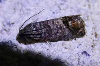 Cydia pomonella