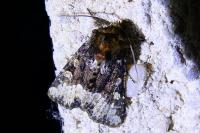 Oligia