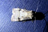 Agrotis puta