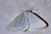 Siona lineata