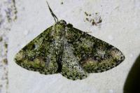 Cleorodes lichenaria