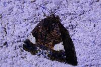 Tyta luctuosa