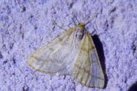 Aspitates ochrearia