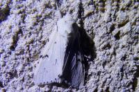 Acronicta leporina