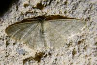 Idaea subsericeata