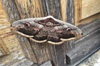 Saturnia pyri