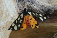 Arctia villica