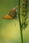 Lycaena tityrus