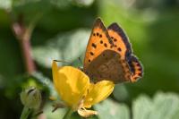 Lycaena phlaeas