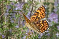 Melitaea phoebe