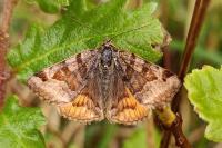 Euclidia glyphica