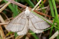 Scotopteryx