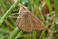 Scotopteryx