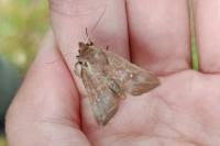 Mythimna albipuncta