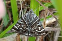 Euclidia mi