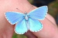 Lysandra bellargus
