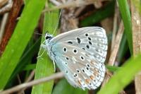 Lysandra bellargus