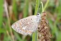 Lysandra bellargus