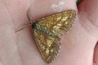 Ematurga atomaria