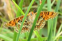 Melitaea phoebe