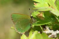 Callophrys rubi