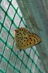 Lycaena tityrus