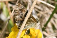 Carcharodus alceae