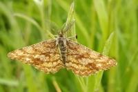 Ematurga atomaria