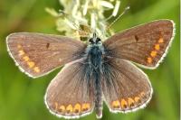Aricia agestis