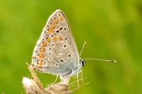 Aricia agestis