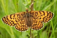 Melitaea cinxia