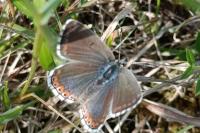 Lysandra bellargus