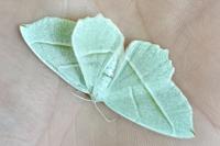 Campaea margaritaria