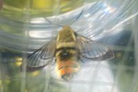 Hemaris tityus