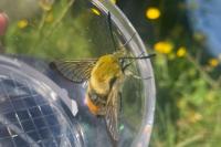 Hemaris tityus