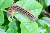 Malacosoma neustria