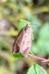 Ptycholoma lecheana