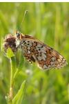Melitaea phoebe
