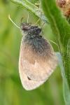 Coenonympha pamphilus