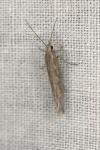 Plutella xylostella