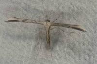 Emmelina monodactyla
