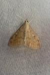 Ostrinia nubilalis