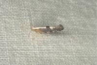 Argyresthia pruniella