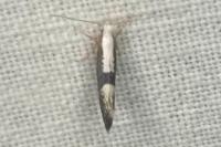 Argyresthia pruniella