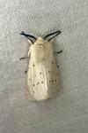 Spilosoma lubricipeda