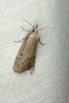 Aphomia sociella