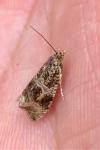 Celypha lacunana