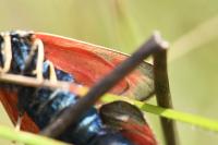 Zygaena loti